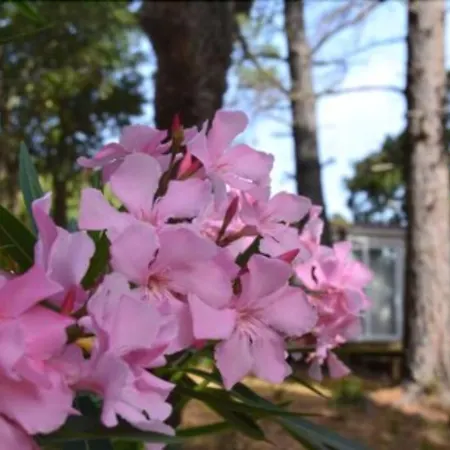 פארק נופש Les Pavillons Du Golfe פאבונה