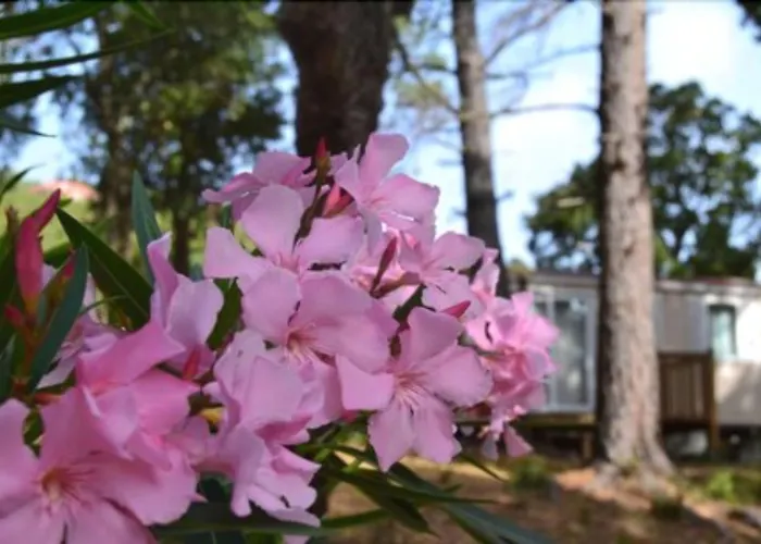 Feriepark Les Pavillons Du Golfe Favone